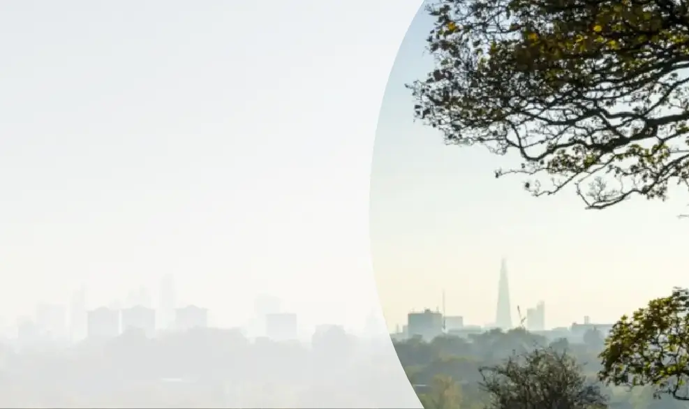 Image of some trees with a city skyline in the background